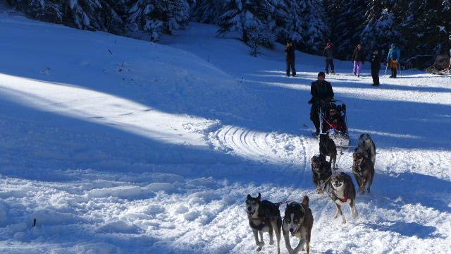 Balade en chien de traineau - Pyrénées